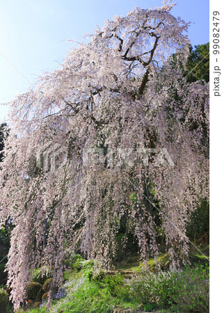 青空に映える満開のしだれ桜 青空に映える満開のしだれ桜 99082479