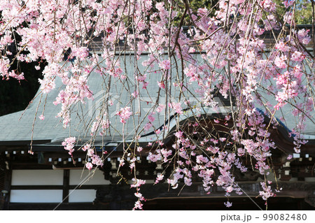 しだれ桜越しに見える寺院の屋根 しだれ桜越しに見える寺院の屋根 99082480