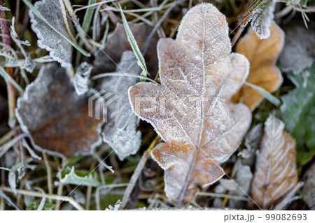 Frozen oak leaves on grass 99082693