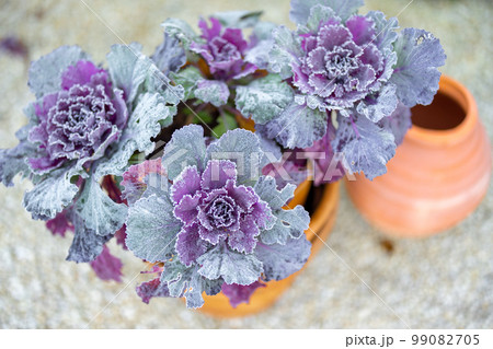 Frozen leaves of decorative cabbage Frozen leaves of decorative cabbage 99082705