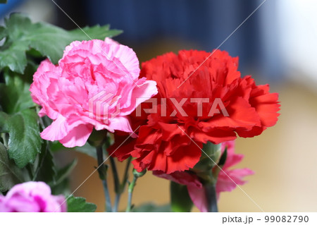 室内に飾った色鮮やかなカーネーションの花 室内に飾った色鮮やかなカーネーションの花 99082790