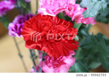 室内に飾った色鮮やかなカーネーションの花 99082793