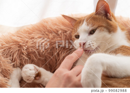猫と触れ合う　茶トラ白 99082988