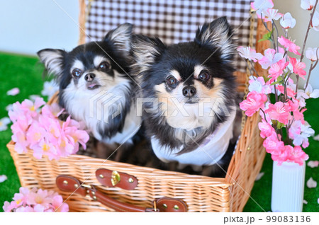 仲良しチワワと桜　春イメージ 99083136