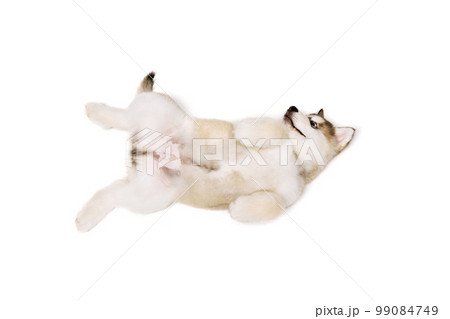 Funny little dog, cute beautiful Malamute puppy having fun isolated over white background. Pet looks healthy and happy. Concept of care, vet, animal life Funny little dog, cute beautiful Malamute puppy having fun isolated over white background. Pet looks healthy and happy. Concept of care, vet, animal life 99084749