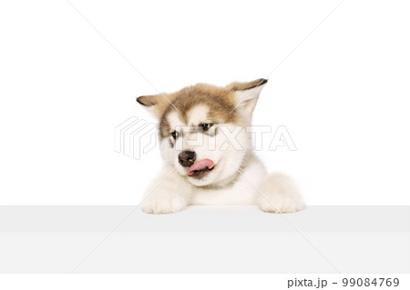 Little friend. One beautiful white-brown Malamute puppy isolated over white studio background. Pet looks healthy and happy. Concept of care, love, animal lifestyle 99084769
