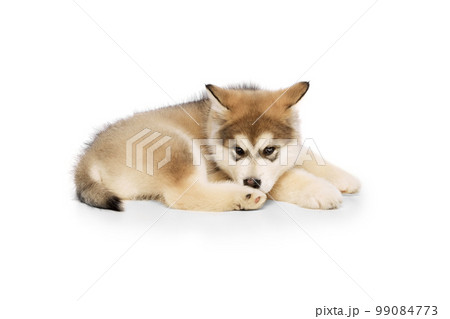 Studio shot of fluffy cute beautiful Malamute puppy lying on floor isolated over white background. Pet looks healthy and happy. Concept of care, love, animal life Studio shot of fluffy cute beautiful Malamute puppy lying on floor isolated over white background. Pet looks healthy and happy. Concept of care, love, animal life 99084773
