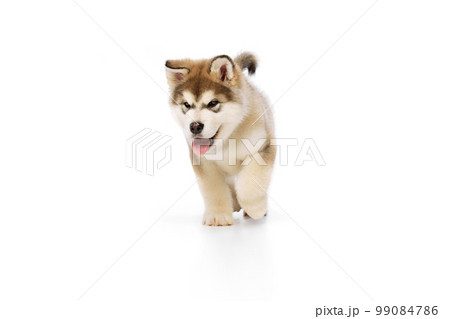 Studio shot of fluffy cute beautiful Malamute puppy posing isolated over white background. Pet looks healthy and happy. Concept of care, love, animal life 99084786