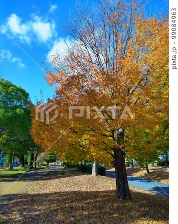 紅葉した樹木と秋の空 紅葉した樹木と秋の空 99084963