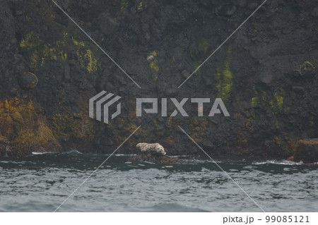 ゴマフアザラシ ゴマフアザラシ 99085121
