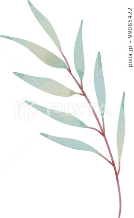 葉 植物 緑 99085422