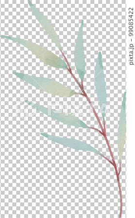 watercolor eucalyptus watercolor eucalyptus 99085422