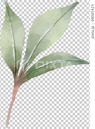 watercolor leaves watercolor leaves 99085423