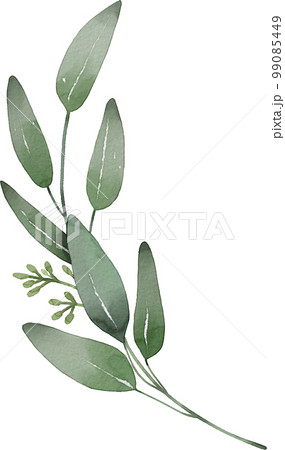 葉 植物 緑 99085449