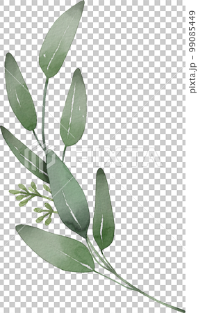 葉 植物 緑 99085449