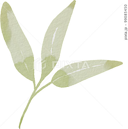 葉 植物 緑 99085450