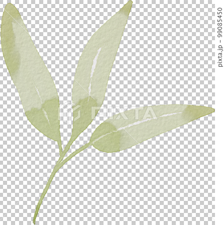 葉 植物 緑 99085450