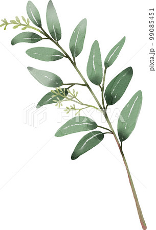 葉 植物 緑 99085451