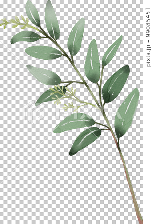 watercolor eucalyptus watercolor eucalyptus 99085451