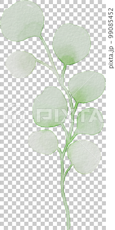 watercolor eucalyptus watercolor eucalyptus 99085452