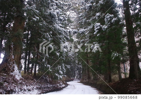 日光市 日光街道杉並木の雪景色 日光市 日光街道杉並木の雪景色 99085668
