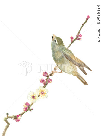 枝にとまる鶯と白梅のイラスト【手描き水彩画】白バック 透過背景 コピースペース 枝にとまる鶯と白梅のイラスト【手描き水彩画】白バック 透過背景 コピースペース 99086234