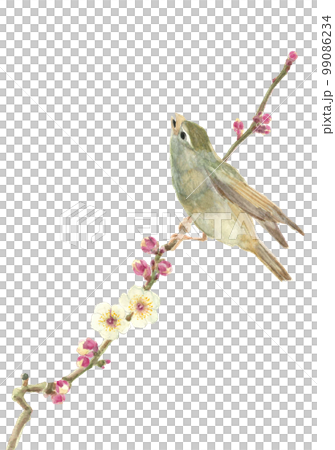 枝にとまる鶯と白梅のイラスト【手描き水彩画】白バック 透過背景 コピースペース 枝にとまる鶯と白梅のイラスト【手描き水彩画】白バック 透過背景 コピースペース 99086234