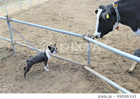 牧場で同じ色合いの牛と出会い親近感がわいて見つめ合う牛とボストンテリアのマイティの可愛いユーモア写真 牧場で同じ色合いの牛と出会い親近感がわいて見つめ合う牛とボストンテリアのマイティの可愛いユーモア写真 99086343