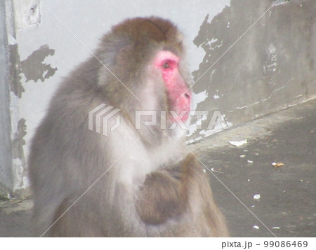 ニホンザル 99086469