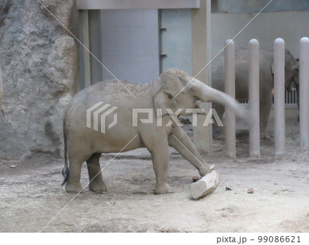 アジアゾウ アジアゾウ 99086621