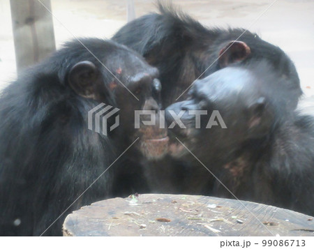 チンパンジー 99086713