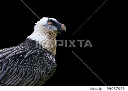 Bearded vulture - Gypaetus barbatus on a black background 99087026