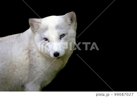 Silver fox on a black background 99087027