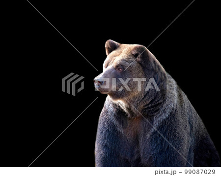Brown bear on a black background. 99087029