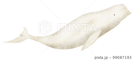 Beluga Whale watercolor realistic hand drawn illustration. North ocean animal drawing on isolated background. Hand drawn sketch of big mammal Arctic underwater fish. Polar Delphinapterus leucas. 99087193