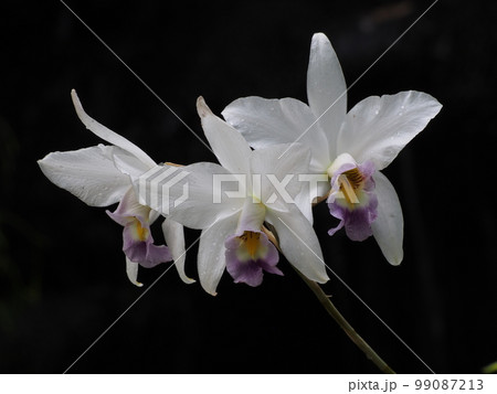 レリア・アンケプス　Laelia anceps　洋ランの原種 99087213