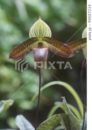 パフィオペディルム・ワルディイ　Paphiopedilum wardii　ランの原種 99087214