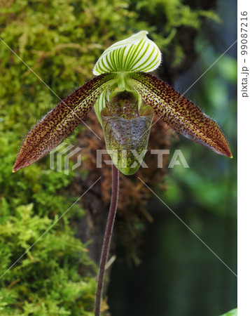 パフィオペディルム・ワルディイ Paphiopedilum wardii ランの原種 パフィオペディルム・ワルディイ Paphiopedilum wardii ランの原種 99087216