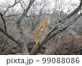 大自然で狩りをして木の上に登る野生動物のチーター 99088086