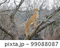 大自然で狩りをして木の上に登る野生動物のチーター 99088087