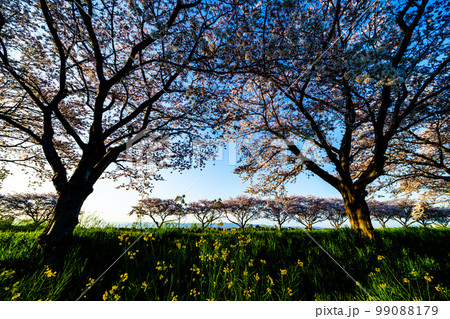 朝倉市草場川の桜 99088179