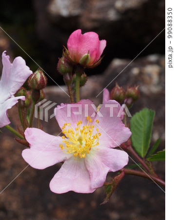 ノイバラの花 学名: Rosa multiflora ノイバラの花 学名: Rosa multiflora 99088350