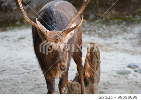 エゾシカ23 99088699