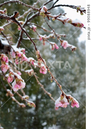桜隠し 河津桜 桜隠し 河津桜 99088948