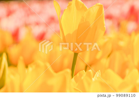 春の光を浴びて輝く黄色のチューリップの花の写真素材 [99089110] - PIXTA