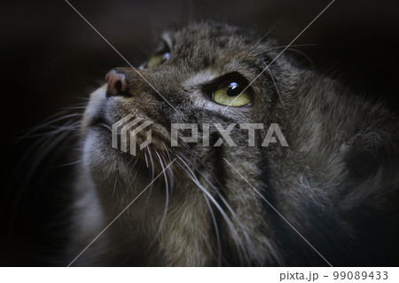 見上げるマヌルネコのポートレート 見上げるマヌルネコのポートレート 99089433