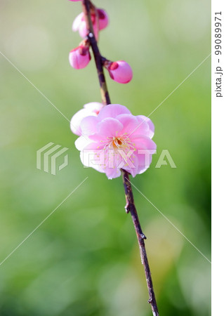 ピンク色の梅の花(しだれ梅 名古屋市農業センター 愛知県 名古屋市) ピンク色の梅の花(しだれ梅 名古屋市農業センター 愛知県 名古屋市) 99089971