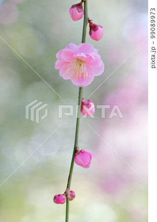 ピンク色の梅の花（しだれ梅　名古屋市農業センター　愛知県 名古屋市） 99089973