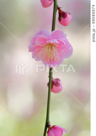 ピンク色の梅の花（しだれ梅　名古屋市農業センター　愛知県 名古屋市） 99089974