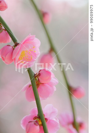 ピンク色の梅の花（しだれ梅　名古屋市農業センター　愛知県 名古屋市） 99089975